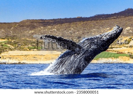 Beautiful picture of a humpback whale jumping in the Cape San Lucas arch, this place is where this animal makes its pilgrimage and joins the Pacific Ocean over the Sea of Cortez.