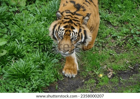 A close up picture of a tiger