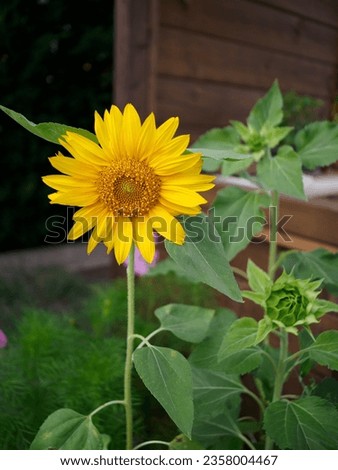 Close-up of beautiful yellow sunflower accompanied by another sunflower not yet in bloom. Nice background of green vegetation and dark wood.