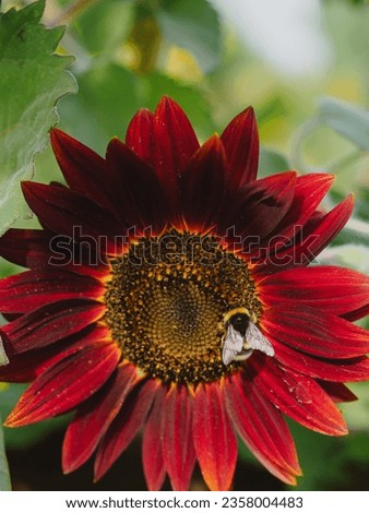 close-up of bee pollinating a beautiful red sunflower. Sunny summer day. background with green leaves. Vertical photo