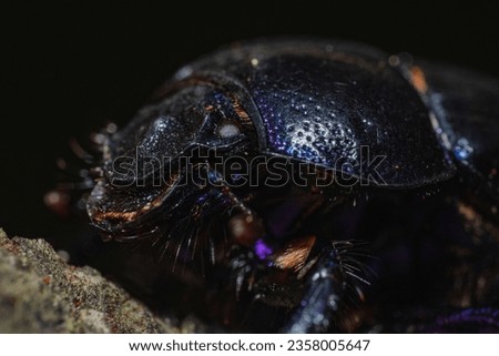 A macro image of a dung beetle (Anoplotrupes stercorosus) Royalty-Free Stock Photo #2358005647