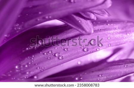 water drops on purple aster flower petals close-up Royalty-Free Stock Photo #2358008783