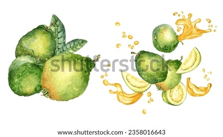 Set of whole guavas, slices and half with juice splash watercolor illustration isolated on white. Tropical fruit, yellow spot, drop guajava hand drawn. Design for wrapping, packaging, label, menu