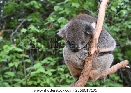 Cute Sleeping Koala Bear on an eucalyptus three in kangaroo island, Australia
