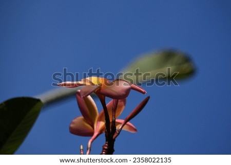 
the delicate petals of the frangipani flower