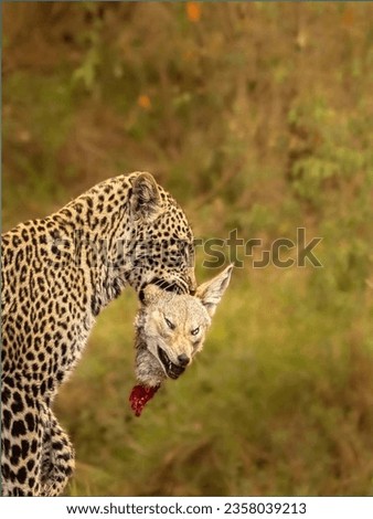 Cheetah hunting images.Leopard pictures.Cheetah hunt mood images photos pictures.Beautiful cheetah pictures.