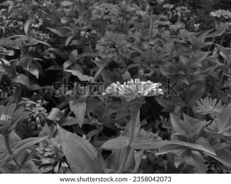 Black and white photo of a flower bed with zinnia flowers. Natural background