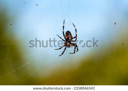 Closeup of a spider in a web against blurred blue and green background. An eight legged Walnut orb weaver spider making a cobweb in nature surrounded by trees. Specimen of the species Nuctenea umbrati