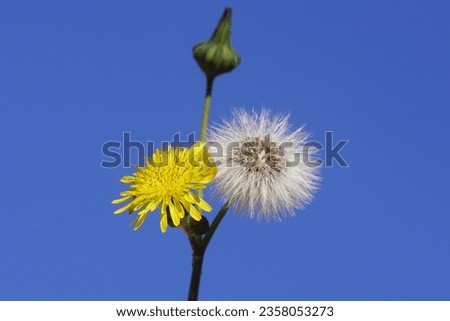 Close up yellow flower and seed fluff of common sowthistle, milky tassel (Sonchus oleraceus). Blue sky. Family Asteraceae, Compositae. Dutch garden. Late summer, September                              Royalty-Free Stock Photo #2358053273