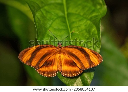 Dryadula phaetusa butterfly on the greenplant leaf Royalty-Free Stock Photo #2358054107