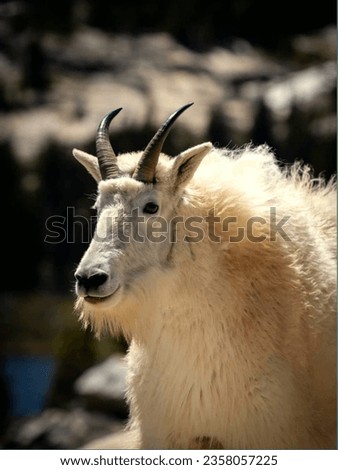 Mountain goat images.Beautiful animal goat images.Snow goat images photos pictures.