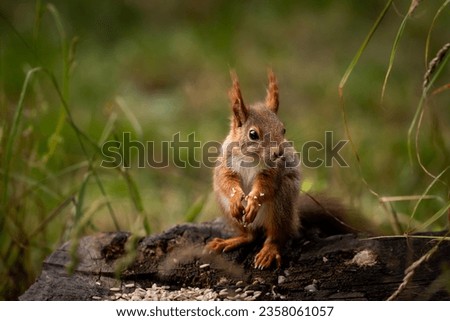Wild little red squirrel in a park