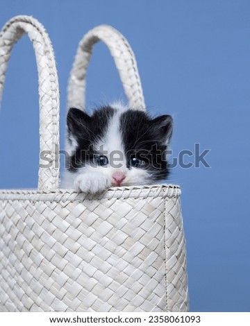 The little feline is nestled snugly within the confines of the woven bag, with his little paw and head emerging into view.