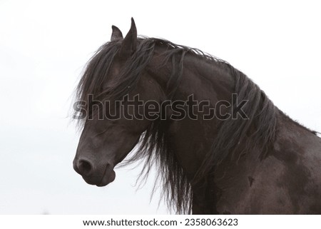 Friesian horse mare in portrait Royalty-Free Stock Photo #2358063623