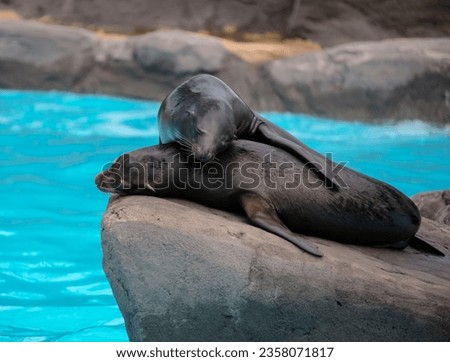 Two eared seals or southern fur seals sleep on rocky rookery. Fur seals rest during the day on high rock on the ocean.  Royalty-Free Stock Photo #2358071817