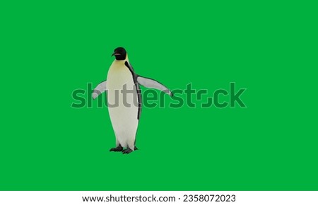 Penguin Green Screen. Funny penguin stands on a green screen background. King penguin and chick; South Georgia; King penguin and oakum boy, in the snow; Salisbury Plain, South Georgia