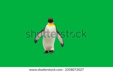 Penguin Green Screen. Funny penguin stands on a green screen background. King penguin and chick; South Georgia; King penguin and oakum boy, in the snow; Salisbury Plain, South Georgia