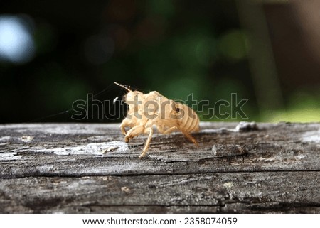 Sing Cicada at Torre del Lago