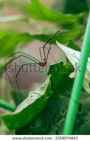 Closeup of a Daddy Long Legged Spider Royalty-Free Stock Photo #2358074843