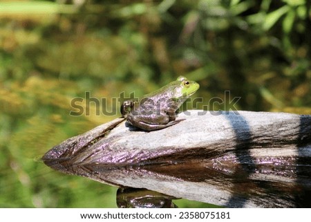 A common green frog resting on land.