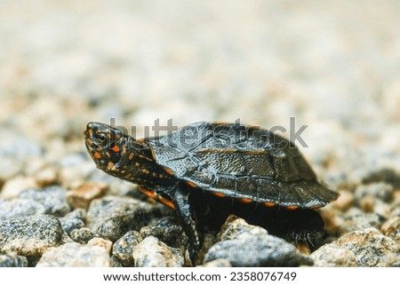red baby tortoise, cute baby turtle, cute tortoise 