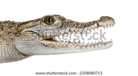 Close-up of the head of a Philippine crocodile with its mouth wide open, showing its fangs, Crocodylus mindorensis, isolated on white Royalty-Free Stock Photo #2358080713