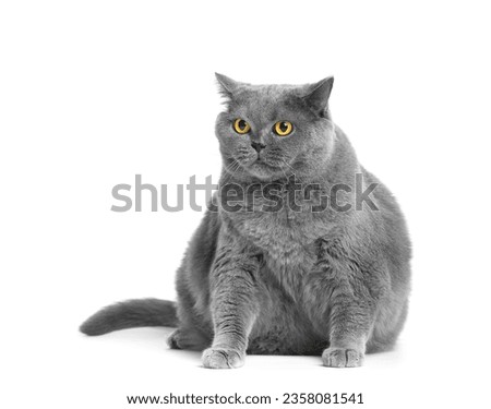 A fat gray British cat with big yellow eyes sits on a white background. Obesity of the Scottish cat.