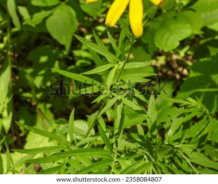 Ratibida pinnata (Yellow Coneflower) Native North American Prairie Wildflower