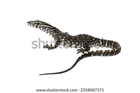 Rear view of a Young 10 weeks old Nile monitor with its long tail in the foreground, Varanus niloticus, isolated on white Royalty-Free Stock Photo #2358087371