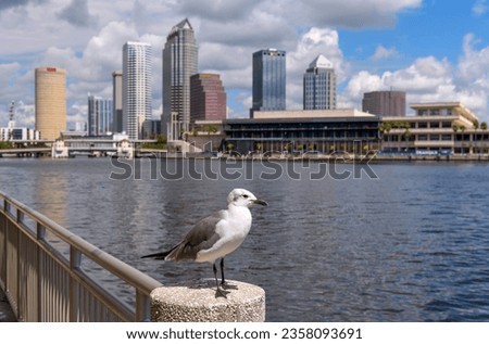 Seagull at Tampa - A close-up and wide-angle view of a seagull standing on top of a concrete rail post at side of Hillsborough River, with high-rises of Tampa Downtown towering in background. FL, USA.