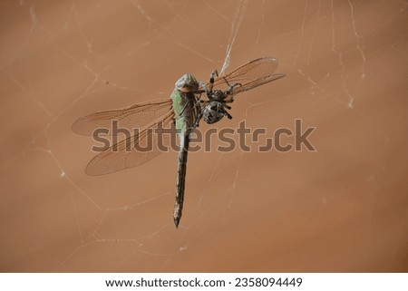 Big Hungry Barn Spider Eating Royalty-Free Stock Photo #2358094449