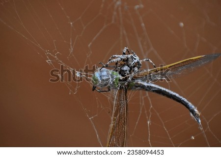 Big Hungry Barn Spider Eating Royalty-Free Stock Photo #2358094453