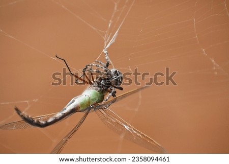 Big Hungry Barn Spider Eating Royalty-Free Stock Photo #2358094461