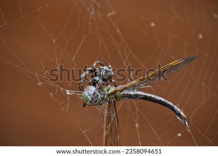 Big Hungry Barn Spider Eating Royalty-Free Stock Photo #2358094651