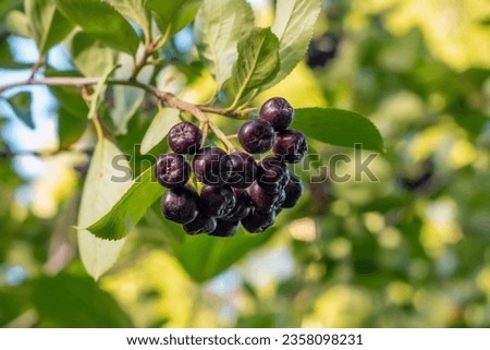 Aronia berries (Aronia melanocarpa, Black Chokeberry) growing in the garden. Branch filled with aronia berries. Royalty-Free Stock Photo #2358098231