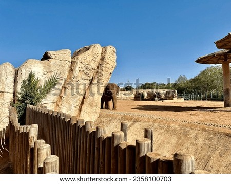 African elephant under a rock in zoological garden of rabat Morocco. National zoo rabat. 