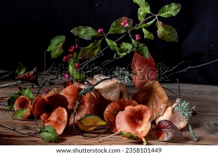 Composition of various wild mushrooms and plants. Mushrooms and autumn leaves on a black background. Autumn and copy space concept. still life 