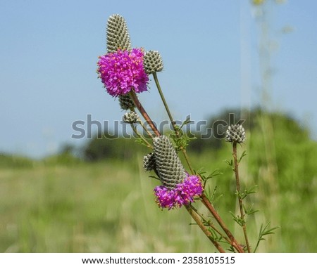 Dalea purpurea (Purple Prairie Clover) Native North American Wildflower