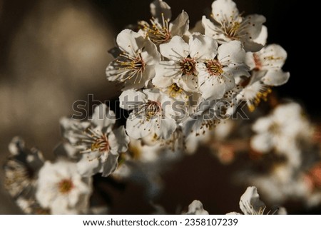 Branch with white flowers of cherry close-up. Beautiful picture of spring nature