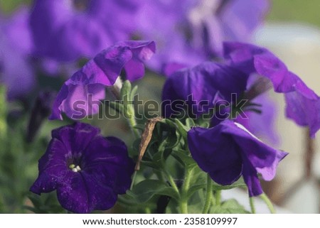 Pansy is an annual or perennial herbaceous plant of the family Violaceae. The famous butterfly flower pansies are suitable for planting in the open air.