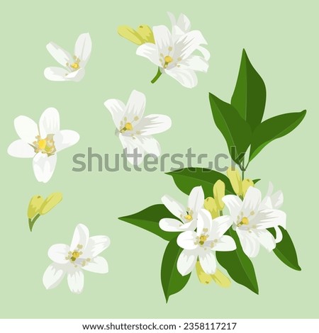 Set of Orange jasmine flower isolated, vector illustration. Royalty-Free Stock Photo #2358117217