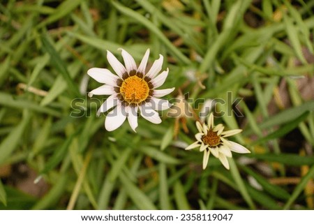 The Picture of Gazania Rigens plants with bright yellow and white color of the plants.