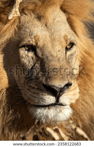 A large male lion is pictured enjoying the warm golden morning light in an open savannah in the Okavango Delta, Botswana.
