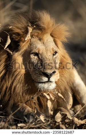 A large male lion is pictured enjoying the warm golden morning light in an open savannah in the Okavango Delta, Botswana.