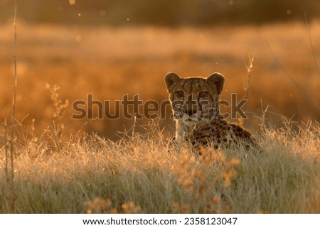 A cheetah rests in the golden afternoon light that is back lighting its face. Okavango Delta, Botswana. Royalty-Free Stock Photo #2358123047