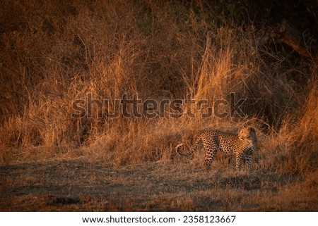 The last rays of a firy sunset illuminates the bush savannah that surrounds a leopard. 