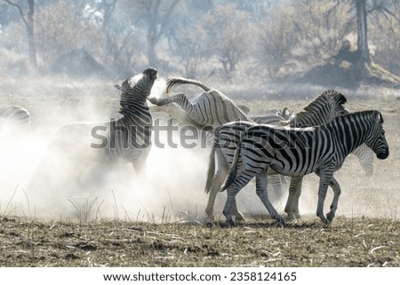 A zebra in a herd kicks another in frustration in a very dusty section of Kanana in the Okavango Delta, Botswana. Royalty-Free Stock Photo #2358124165