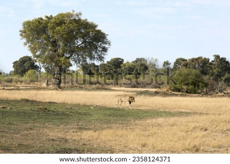 A lone male lion is pictured walking through the open savannah in the Okavango Delta, Botswana.