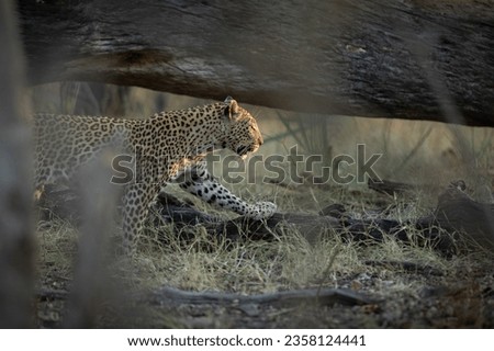 The last rays of light illuminate the face and wiskers of a leopard who is hunting in the undergrowth in Kanana, Okavango Delta, Botswana.