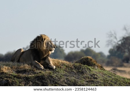 After a long night hunting a lone male lion in the Okavango Delta surveys an open plain for prey.